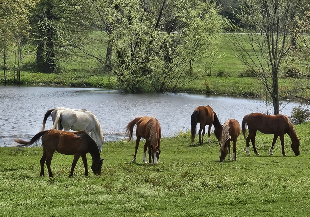 Horses
