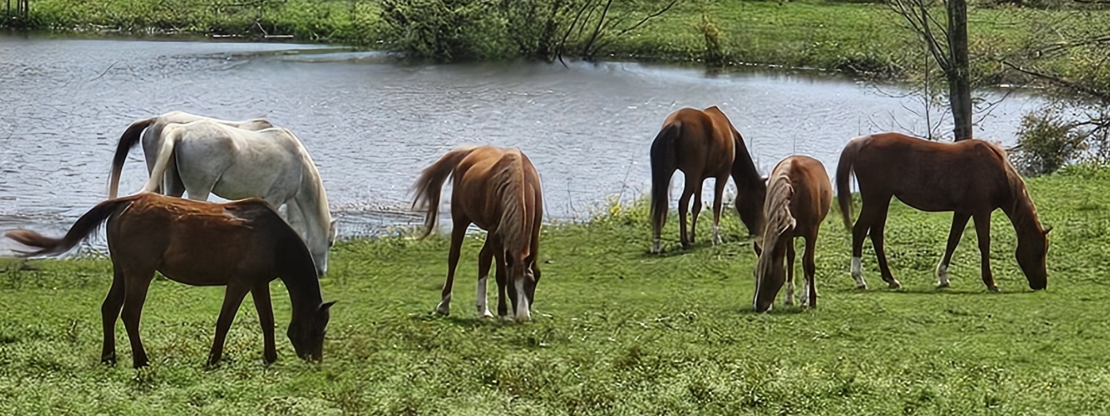 Meet the Horses