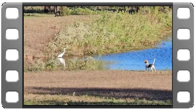 Bella and egrets video thumbnail