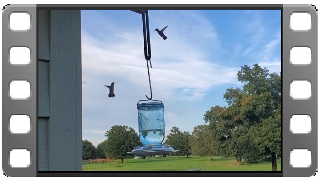 Hummingbird video thumbnail